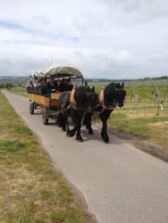 Wandertour mit Planwagenfahrt (© Kreuzhof - Heike Strasser)