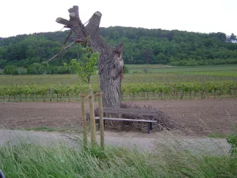 Wandern (© Urlaubsregion Freinsheim)
