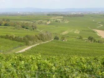 Weinhopping (© Urlaubsregion Freinsheim)