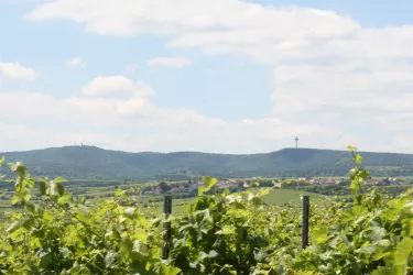 Blick auf die herrlichen Weinberge (© Urlaubsregion Freinsheim - E. Metzger)