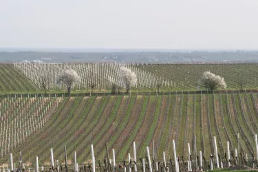 Die Region im Frühling (© Urlaubsregion Freinsheim - E. Metzger)