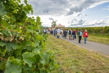 Kulinarische Weinwanderung Freinsheim (© CC-BY Pfalz.Touristik e.V., Heimatlichter GmbH)