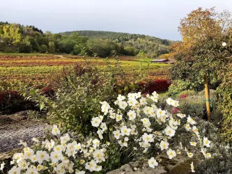 Ausblick Garten mit Blumen (© Stadt Bad Dürkheim)