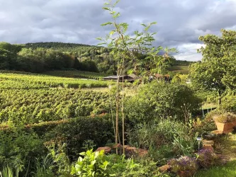 Ausblick Garten im Sommer (© Stadt Bad Dürkheim)