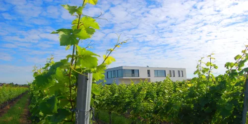 Aussenansicht mit Weinreben (© Weingut Hensel)