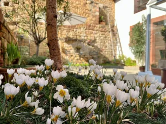 Ein Garten mit vielen weißen Blumen und einem kleinen Baum. Im Hintergrund ist eine alte Steinmauer zu sehen.