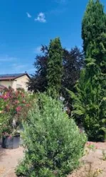 Ein Garten mit verschiedenen Bäumen und Sträuchern. Im Hintergrund ist ein Gebäude und ein blauer Himmel zu sehen.