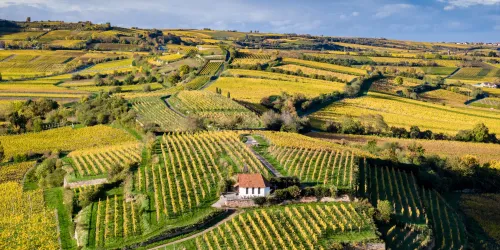 Michaeliskapelle mitten in den Weinbergen