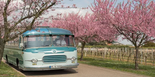 Oldtimerbus mit Mandelbäumen (© Stadt Bad Dürkheim)