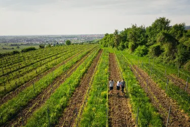 Zwei Personen gehen durch einen Weinberg mit Reihen von grünen Reben. Im Hintergrund sind Wald und eine weitläufige Landschaft sichtbar.
