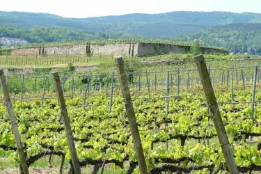 Herrenberg_2 (© Stadt Bad Dürkheim)
