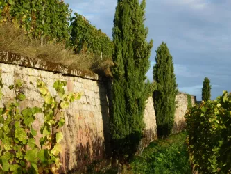 Trockenmauer Herrenberg (© Stadt Bad Dürkheim)