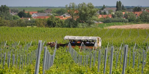 Kreuzhof Planwagen Weinberge