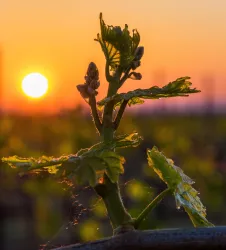 Ein junger Weinstock mit frischen Trieben steht im Vordergrund. Im Hintergrund scheint die Sonne am Horizont und sorgt für eine warme, goldene Atmosphäre.