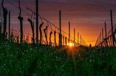 Ein Weinberg bei Sonnenuntergang, mit Trockenreben und leuchtendem Himmel. Gras mit Tautropfen schimmert im Licht der Abenddämmerung.