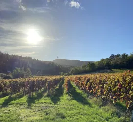 Blick vom Garten aus in die Weinberge