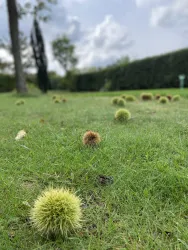 Kastanien im Herbst