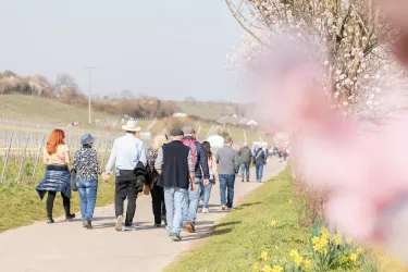 Eine Gruppe von Menschen spaziert auf einem Weg durch eine malerische Landschaft. Im Vordergrund blühen gelbe Narzissen und die Kirschbäume zeigen zarte Blüten.