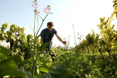 Ein Mann arbeitet in einem Weinberg zwischen hohen Pflanzen. Im Hintergrund sind Weinreben und ein klarer Himmel zu sehen.