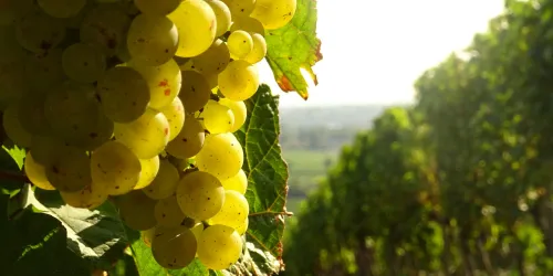Eine malerische Weinlandschaft mit sanften Hügeln und buntem Herbstlaub. Ein schmaler Weg schlängelt sich durch die Weinreben.