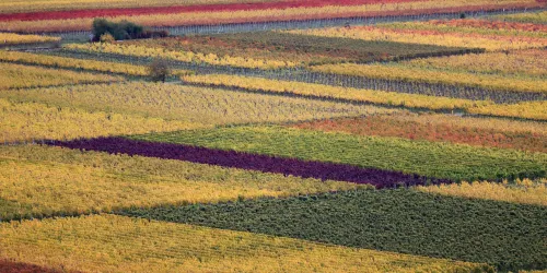Eine malerische Landschaft mit bunten Weinbergen in verschiedenen Herbsttönen. Die Felder sind in leuchtenden Farben wie Gelb, Rot und Grün angeordnet.