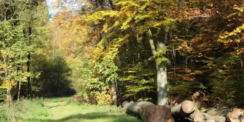Wald (© Stadt Bad Dürkheim)