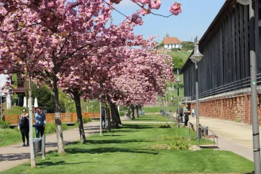 Ein wunderschöner Park mit blühenden Kirschbäumen und einer grünen Wiese. Menschen genießen die frische Luft und die Sonne auf dem Weg.