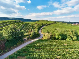 Weinlage Herrenberg