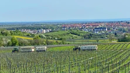 Planwagen im Wingert