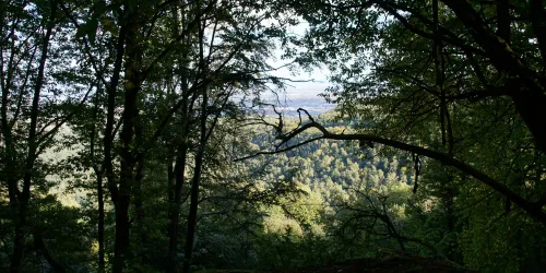Pfälzerwald mit Aussicht