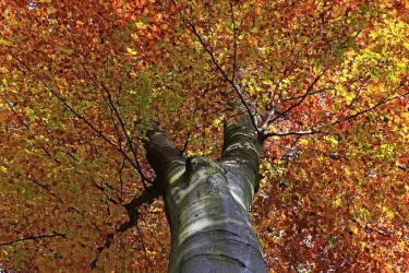 Herbst (© Stadt Bad Dürkheim)