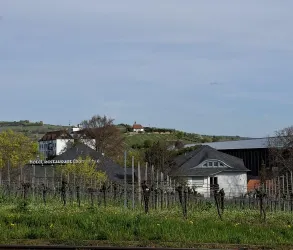 Eine ländliche Landschaft mit Weinreben und einem ruhigen Dorf im Hintergrund. Der Himmel ist klar und leicht bewölkt.