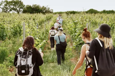 Die Weinwanderung "nachhaltig & innovativ"