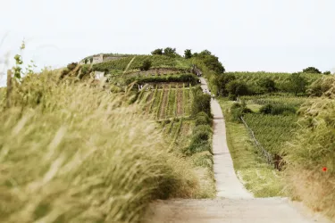 Die Wanderung führt durch die Dürkheimer Weinlagen