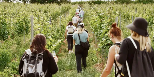 Eine Gruppe von Menschen wandert durch eine Weinlandschaft. Im Vordergrund steht ein Glas Wein auf dem Boden.