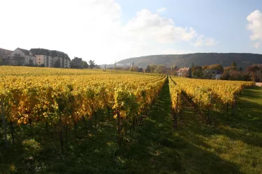 Abtsfronhof Blick zur Innenstadt (© Stadt Bad Dürkheim)