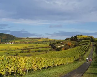 Weinwanderweg (© Stadt Bad Dürkheim)