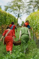 Erleben Sie die Weinlese nach Art der alten Römer.
