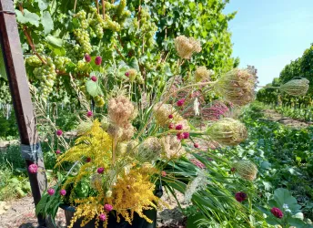 Ein schöner Strauß mit bunten Trockenblumen und grünen Weintrauben im Hintergrund. Die sonnige Landschaft vermittelt eine fröhliche Stimmung.