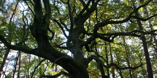 Dicke Eiche