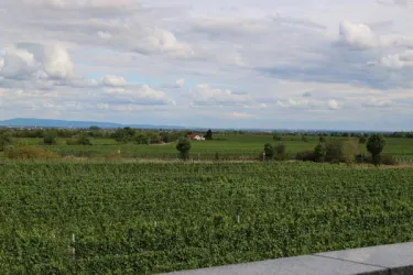 Rebenmeer