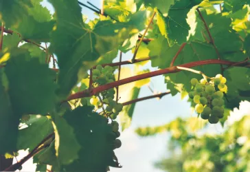 Weinrebe (© Stadt Bad Dürkheim)