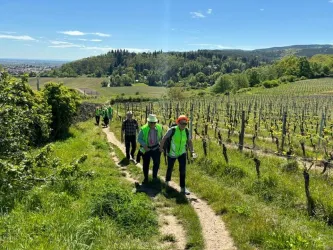 Eine Gruppe von Menschen wandert einen Weg entlang von Weinreben. Im Hintergrund sind grüne Hügel und ein blauer Himmel sichtbar.
