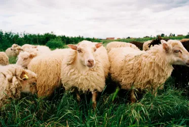Eine Gruppe von Schafen steht auf einer grünen Wiese. Der Himmel ist bewölkt und die Tiere haben ein lockiges, helles Fell.