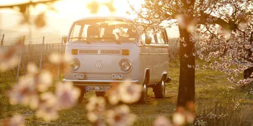 Ein weißer VW-Bus steht in einer blühenden Landschaft bei Sonnenuntergang. Sanfte Lichtstrahlen und blühende Bäume sorgen für eine romantische Atmosphäre.
