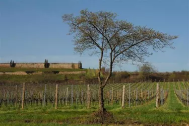 Michelsberg_1 (© Stadt Bad Dürkheim)