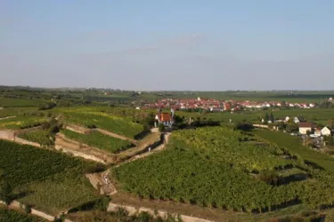 Michelsberg_2 (© Stadt Bad Dürkheim)