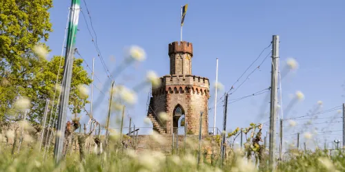 Ein historischer Turm mit Zinnen und einer Fahne, umgeben von Wiesen und Weinreben. Der Himmel ist klar und blau.