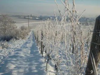 Rebzeile Winter