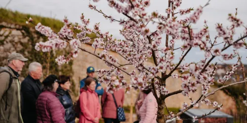 Eine Gruppe von Menschen steht vor einem blühenden Kirschbaum. Die zarten rosa Blüten strahlen Frühlingsstimmung aus.